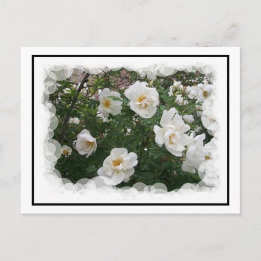 May Flowers Briefkaart (Voorkant)