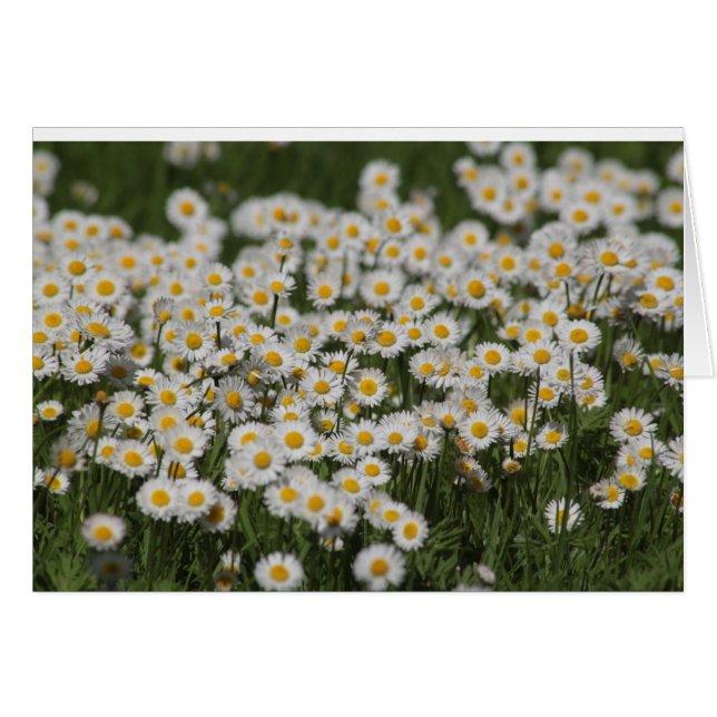 Mayday daisies (Voorkant Horizontaal)