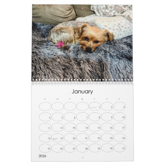 Mayzie Calendrier IV (Style 2024) (Jan 2026)