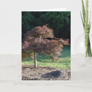 McAlpine Creek Park, Caroline du Nord, Carte de vo