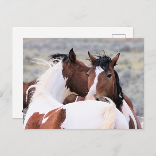 McCullough Peaks Wild Horses Briefkaart (Voorkant / Achterkant)