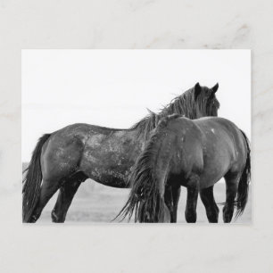 McCullough Peaks Wild Horses Briefkaart