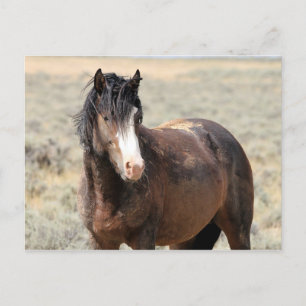 McCullough Peaks Wild Horses Briefkaart