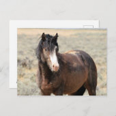 McCullough Peaks Wild Horses Briefkaart (Voorkant / Achterkant)