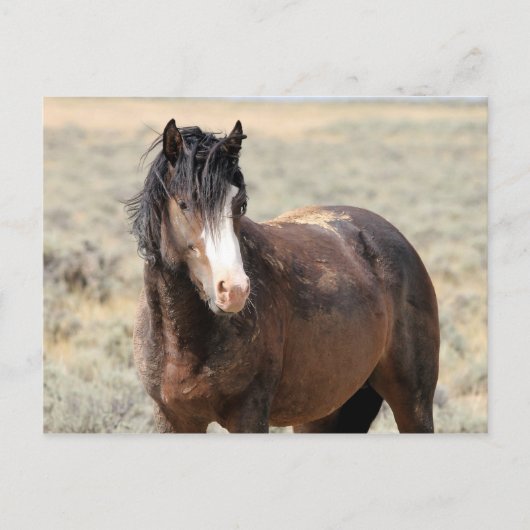 McCullough Peaks Wild Horses Briefkaart (Voorkant)