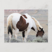 McCullough Peaks Wild Horses Briefkaart (Voorkant)