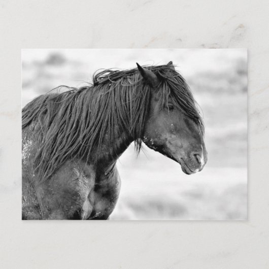 McCullough Peaks Wild Horses Briefkaart (Voorkant)