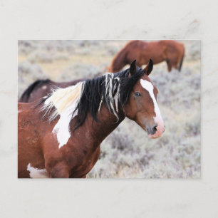 McCullough Peaks Wild Horses Briefkaart