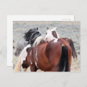 McCullough Peaks Wild Horses Briefkaart (Voorkant / Achterkant)