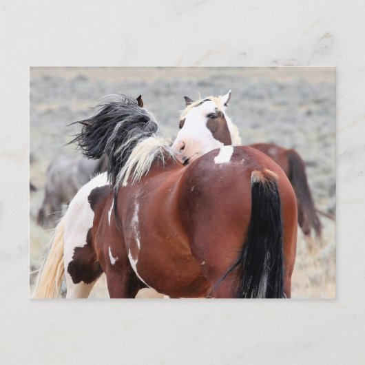 McCullough Peaks Wild Horses Briefkaart (Voorkant)