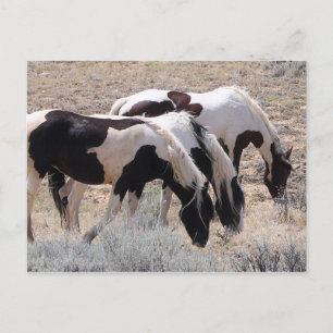 McCullough Peaks Wild Horses Briefkaart