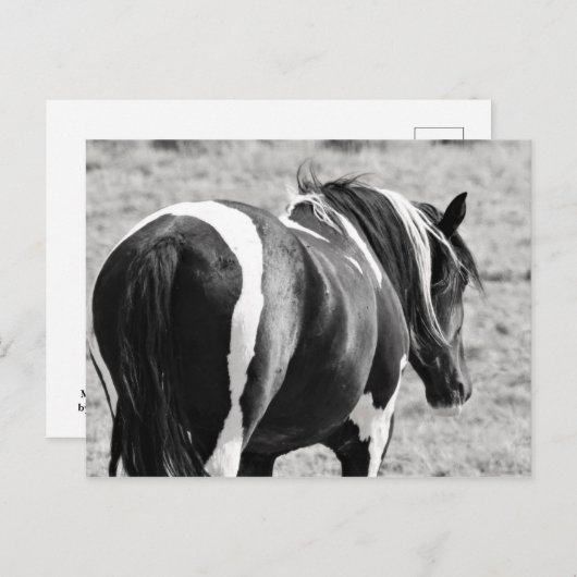 McCullough Peaks Wild Horses Briefkaart (Voorkant / Achterkant)