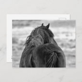McCullough Peaks Wild Horses Briefkaart (Voorkant / Achterkant)