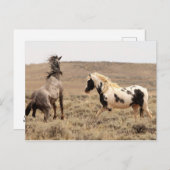 McCullough Peaks Wild Horses Briefkaart (Voorkant / Achterkant)