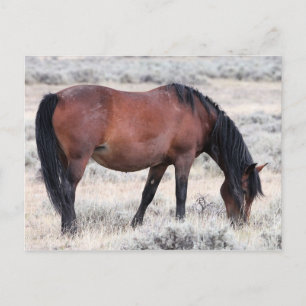 McCullough Peaks Wild Horses Briefkaart