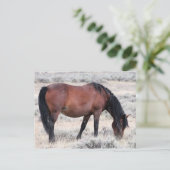 McCullough Peaks Wild Horses Briefkaart (Staand voorkant)