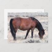 McCullough Peaks Wild Horses Briefkaart (Voorkant / Achterkant)