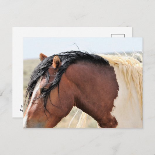McCullough Peaks Wild Horses Briefkaart (Voorkant / Achterkant)
