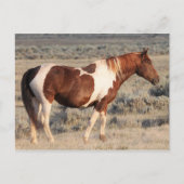 McCullough Peaks Wild Horses Briefkaart (Voorkant)