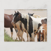 McCullough Peaks Wild Horses Briefkaart (Voorkant)