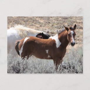 McCullough Peaks Wild Horses Briefkaart