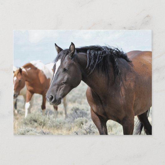 McCullough Peaks Wild Horses Briefkaart (Voorkant)
