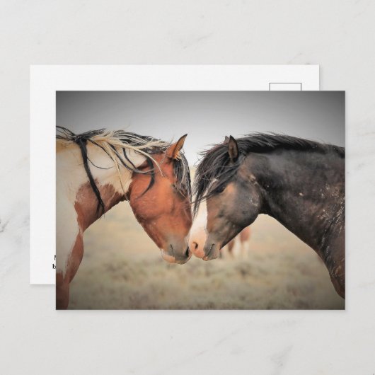 McCullough Peaks Wild Horses Briefkaart (Voorkant / Achterkant)