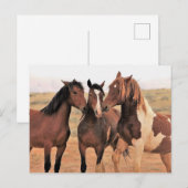 McCullough Peaks Wild Horses Briefkaart (Voorkant / Achterkant)