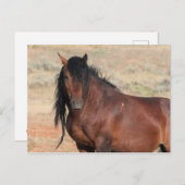 McCullough Peaks Wild Horses Briefkaart (Voorkant / Achterkant)