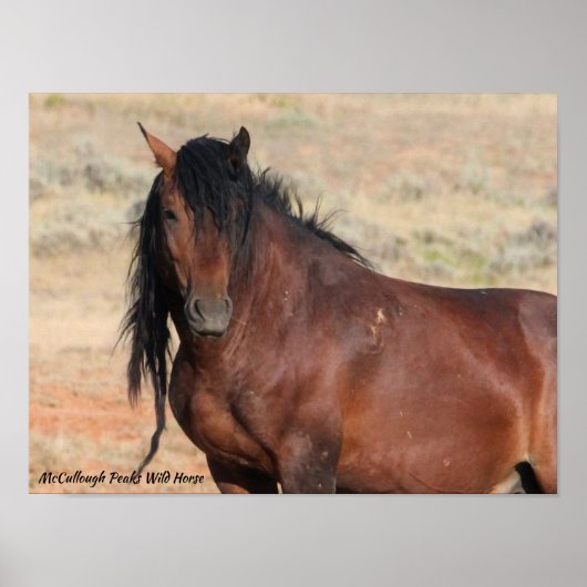 McCullough Peaks Wild Horses Poster (Voorkant)