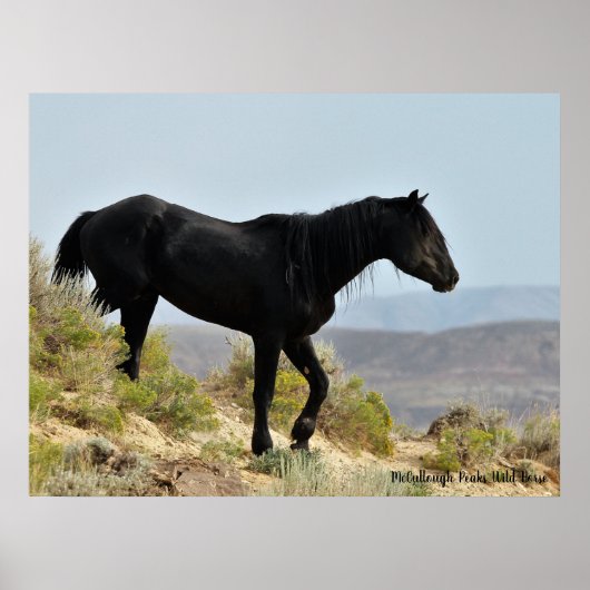 McCullough Peaks Wild Horses Poster (Voorkant)