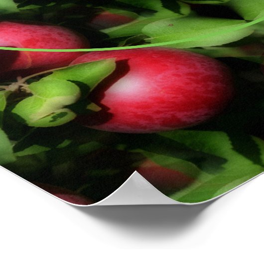 McIntosh Apples Natuur Lijst Creëer Uw eigen foto Poster (Hoek)