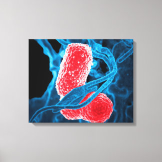 (MDR) Klebsiella pneumoniae abstracte kunstbiologi Canvas Afdruk