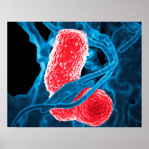 (MDR) Klebsiella pneumoniae abstracte kunstbiologi Poster