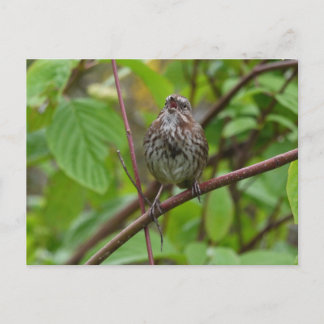 Me Chanter Une Carte Postale