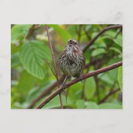 Me Chanter Une Carte Postale (Devant)