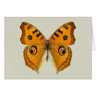 Meadow Argus Butterfly