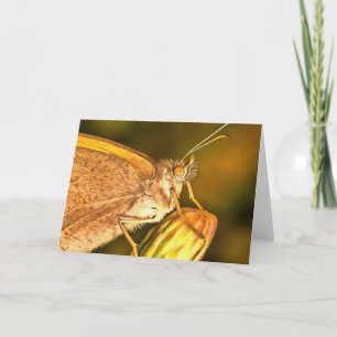 Meadow Brown Beauful Butterfly Art Kaart