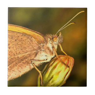 Meadow Brown Beauful Butterfly Art Tegeltje