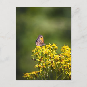 Meadow Brown Butterfly op regenwortels Briefkaart