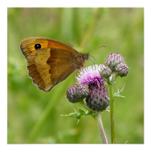 Meadow Brown Butterfly Perfect Poster (Voorkant)