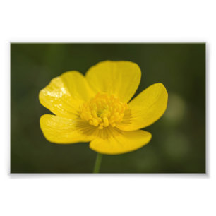 Meadow Buttercup Foto Afdruk