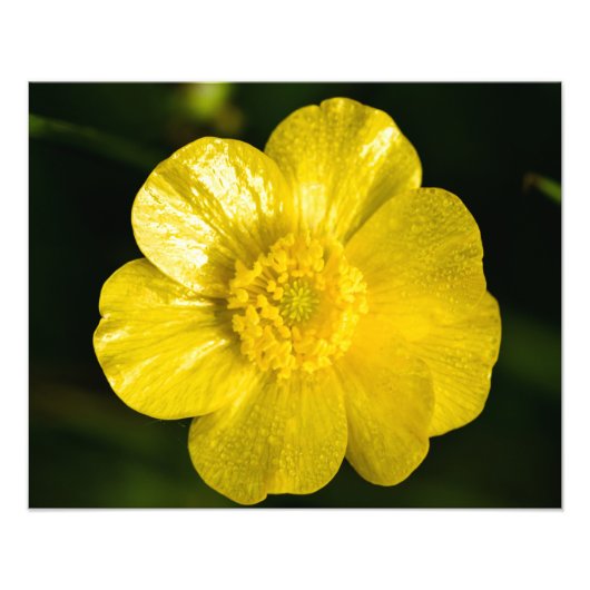 Meadow Buttercup Foto Afdruk (Voorkant)