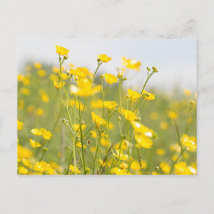 Meadow Buttercups Briefkaart