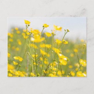 Meadow Buttercups Briefkaart