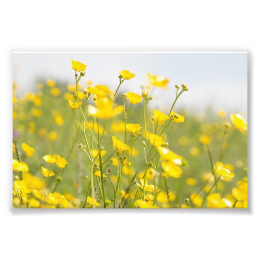 Meadow Buttercups Foto Afdruk (Voorkant)