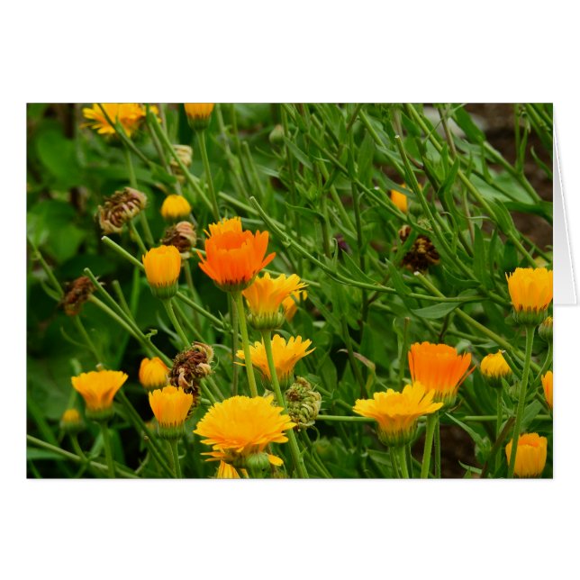Meadow in Maine (Voorkant Horizontaal)