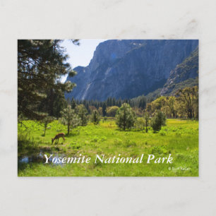 Meadow in Yosemite Carte postale