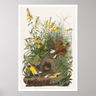 Meadow Lark door Audubon Poster