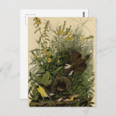 Meadow Lark van de Amerikaanse vogels van Audubon Briefkaart (Voorkant / Achterkant)